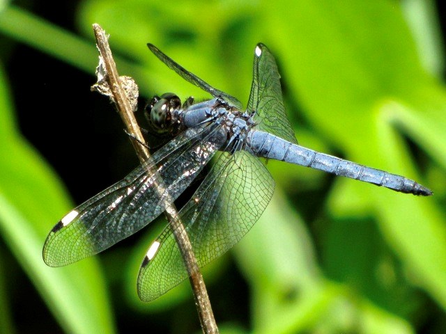 Skimmer Spangled Skimmer Spangled