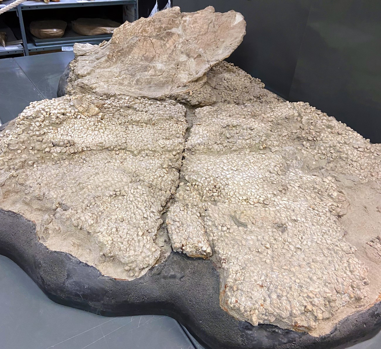 Photo of a fossil having a broad surface with numerous pebbly objects and a large fragment of a broad flat hip bone