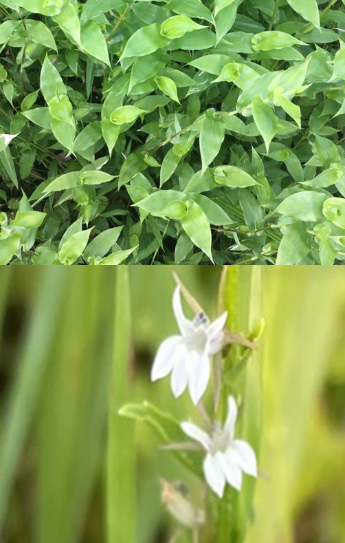 Small Carpetgrass and Indian Tobacco a plant with wide pointed leaves covers the ground. below is a small white flower