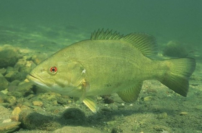 Smallmouth bass