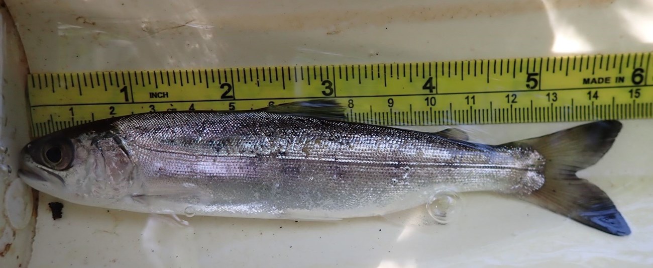Measuring a coho salmon smolt captured in Olema Creek, Point Reyes National Seashore A silver fish on a white platform with ruler measuring at nearly 6 in.