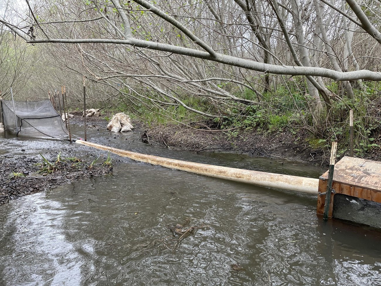 The 2021 smolt trapping season has begun (U.S. National Park Service)