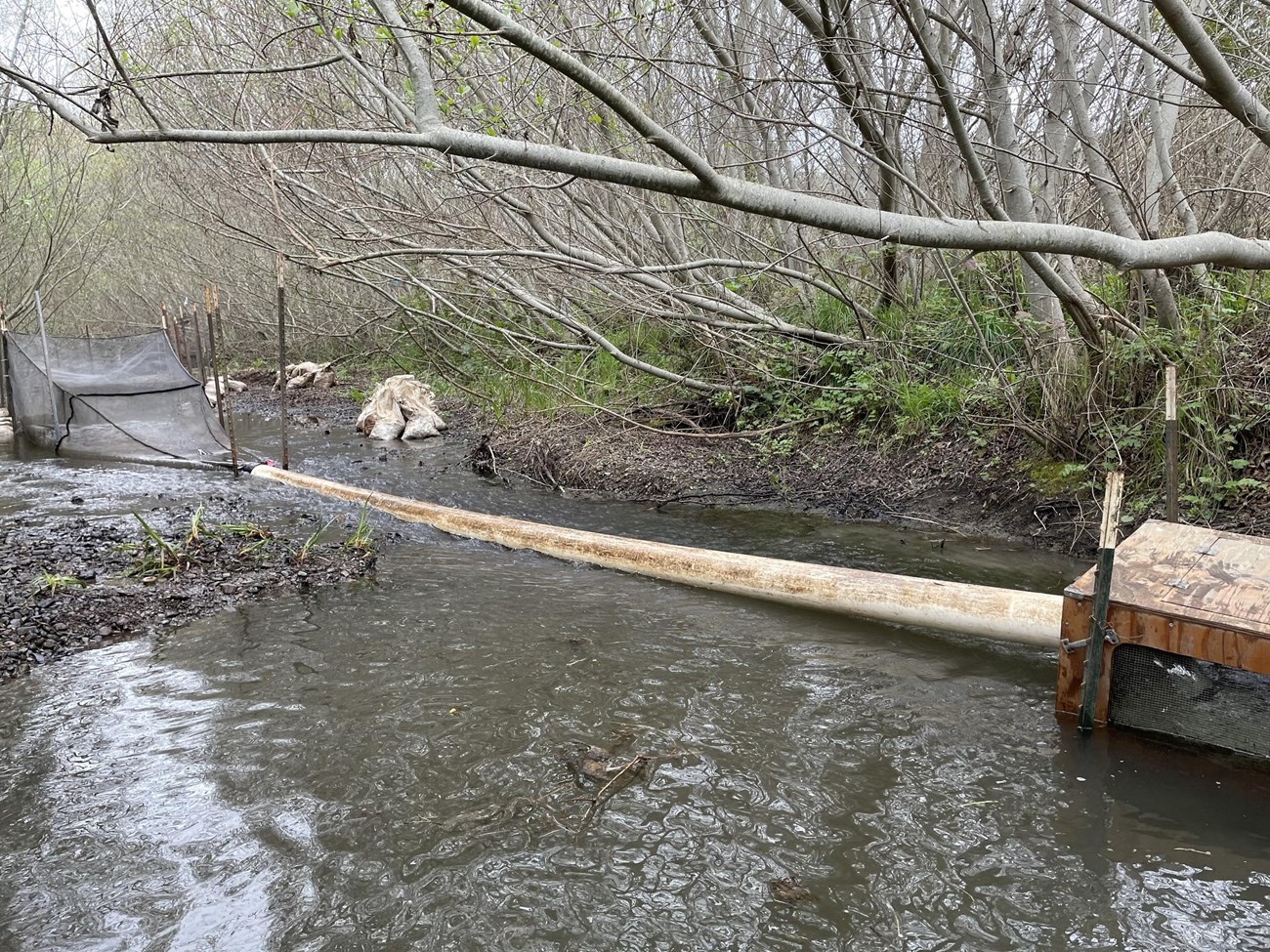 The fyke net trap on Redwood Creek where coho smolts are captured for biometric and population data. A wide mouthed funnel attached to a pvc pipe leads to a wooden box in a stream bed.