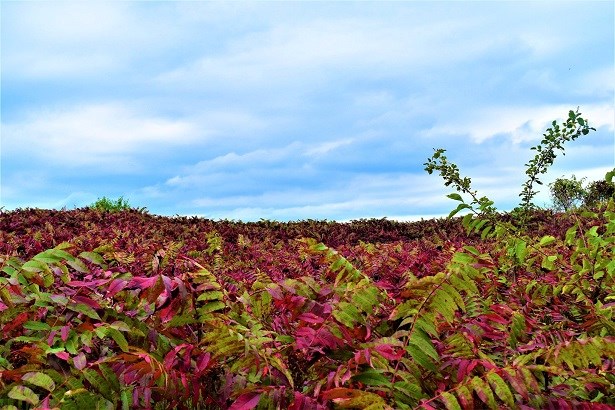 Smooth Sumac Bright red leaves in a prairie