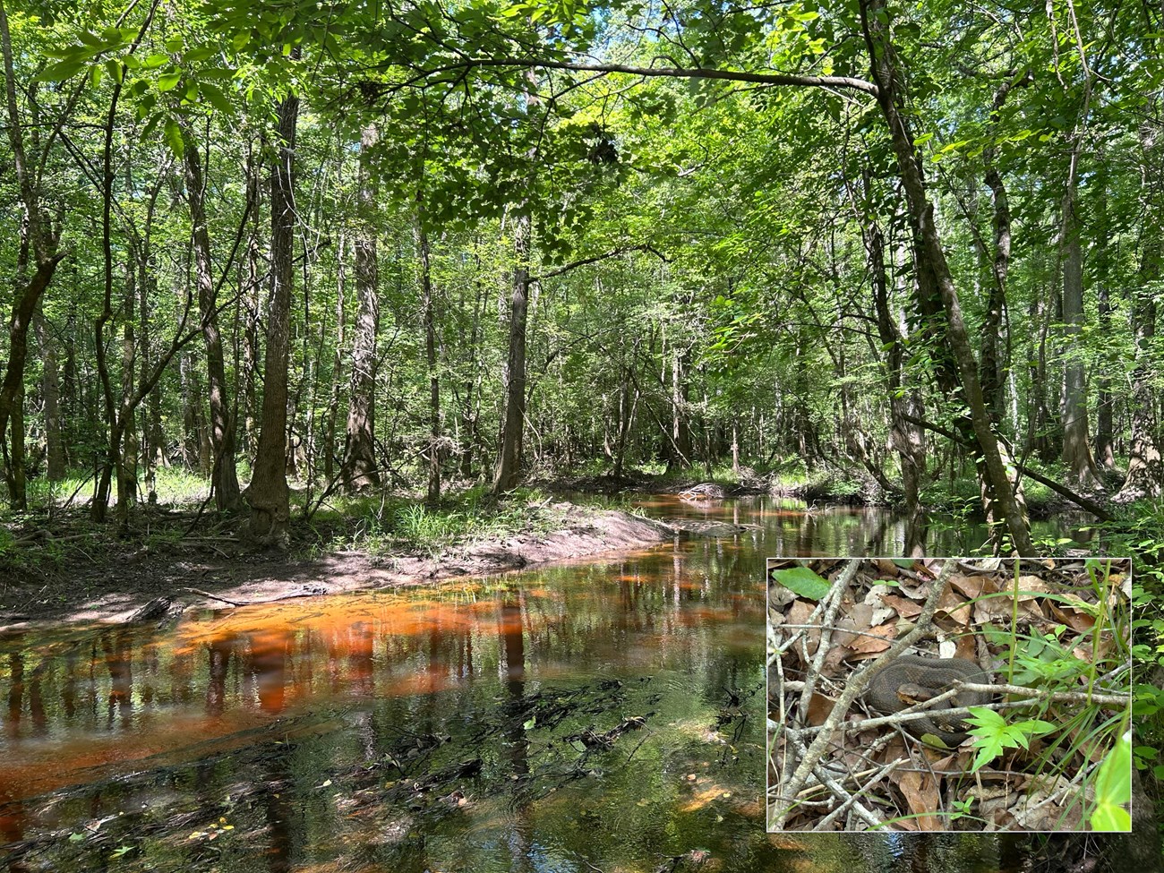 Cedar Creek at CONG Stream with muddy banks and cypress trees. In corner a photo of coiled up Cottonmouth