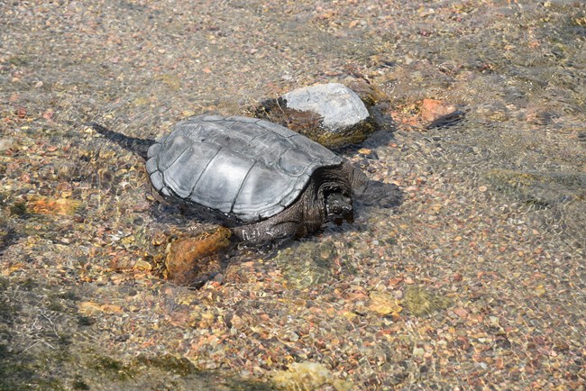 a large dark turtle with a long tail and stout limbs in a shallow clear stream