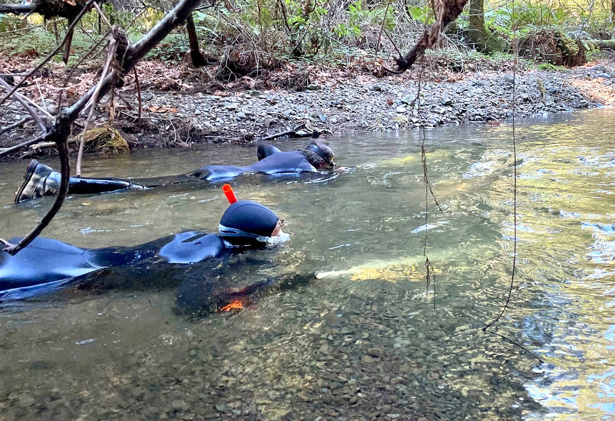 Two snorkelers in black wetsuits swim side-by-side in a shallow creek.