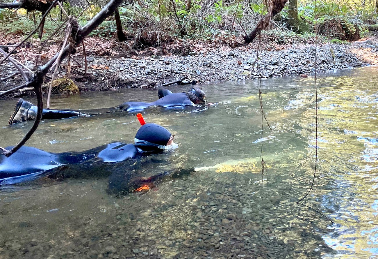 Two snorkelers in black wetsuits swim side-by-side in a shallow creek.