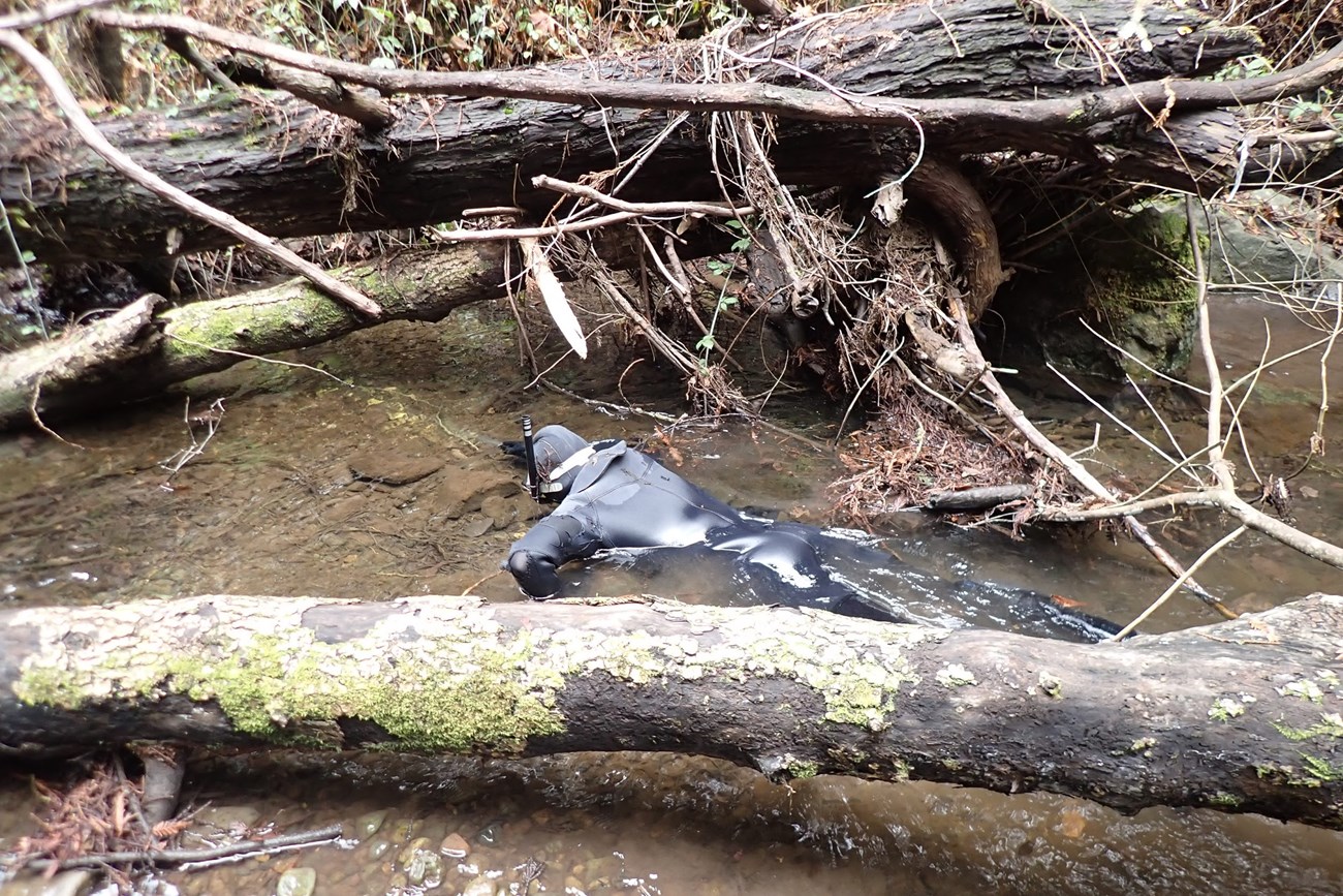 A staff member snorkeling a woody debris pile in Redwood Creek. A person with a snorkel and wetsuit floats in a shallow stream among fallen trees