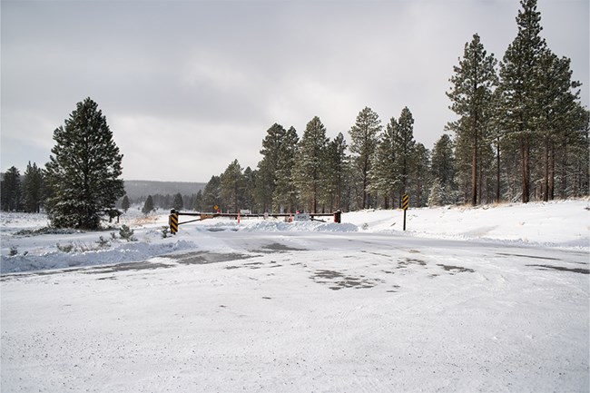 A snowy road in a forest beside a closed gate with a sign reading Road Closed