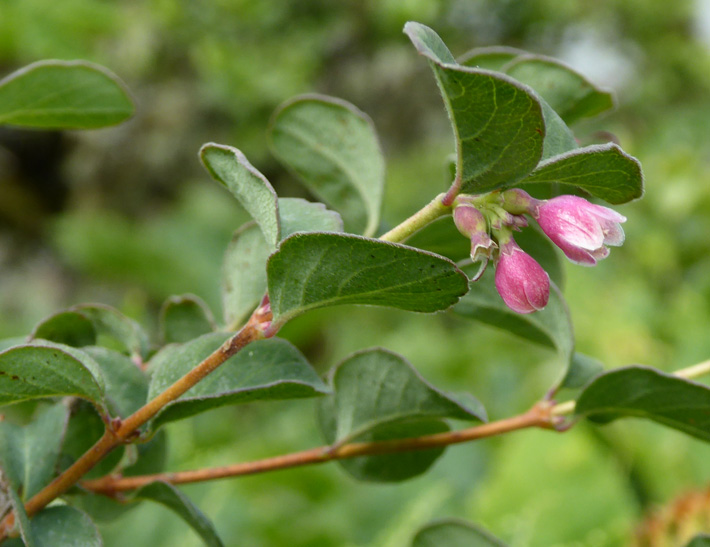 Snowberry - Wild White Snowberry