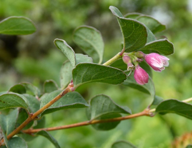 Branch of a shrub with round green leaves and pink, bell-shaped flowers.