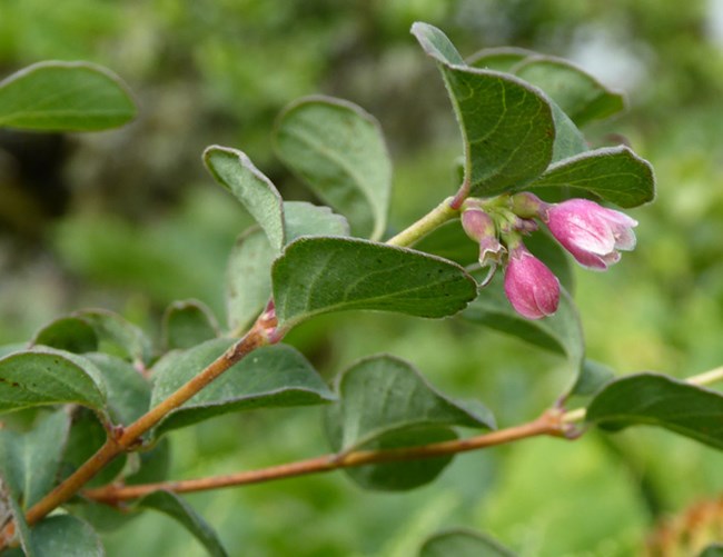 Snowberry Branch of a shrub with round green leaves and pink, bell-shaped flowers.
