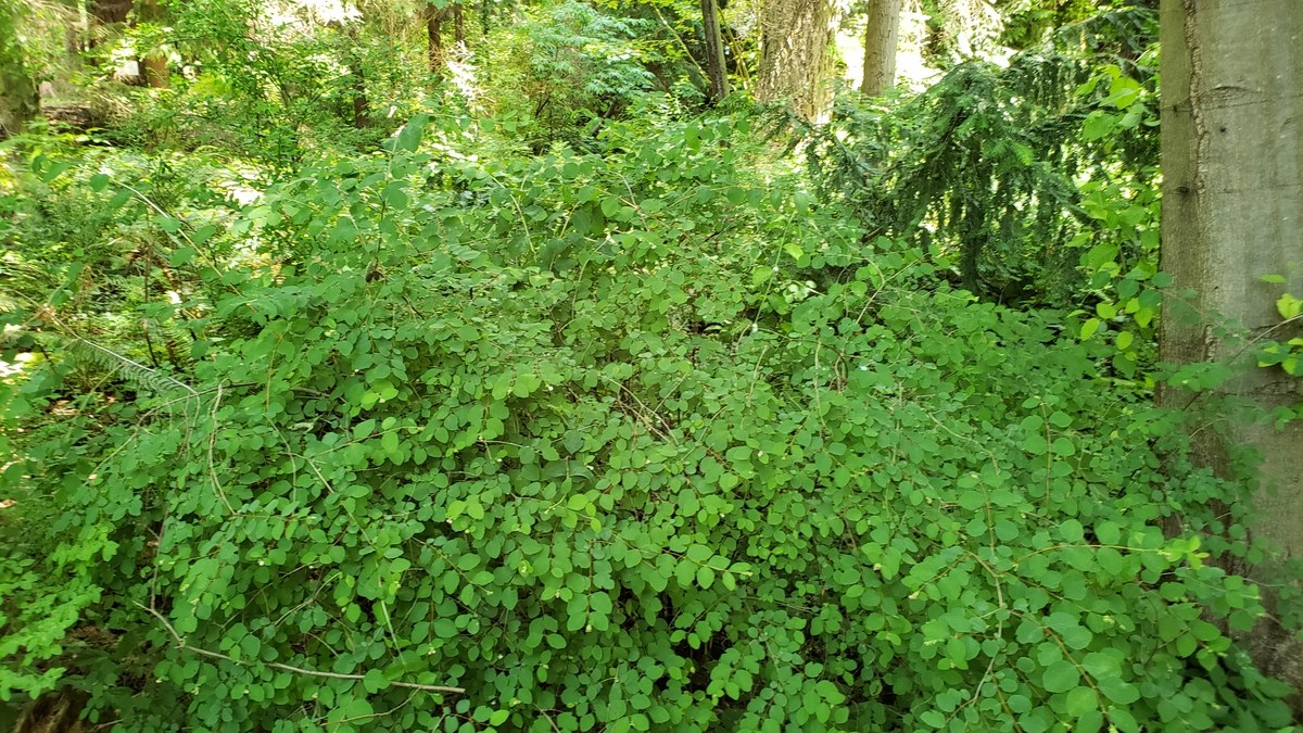 Medium sized dense shrub with sprays of leaf covered stems.