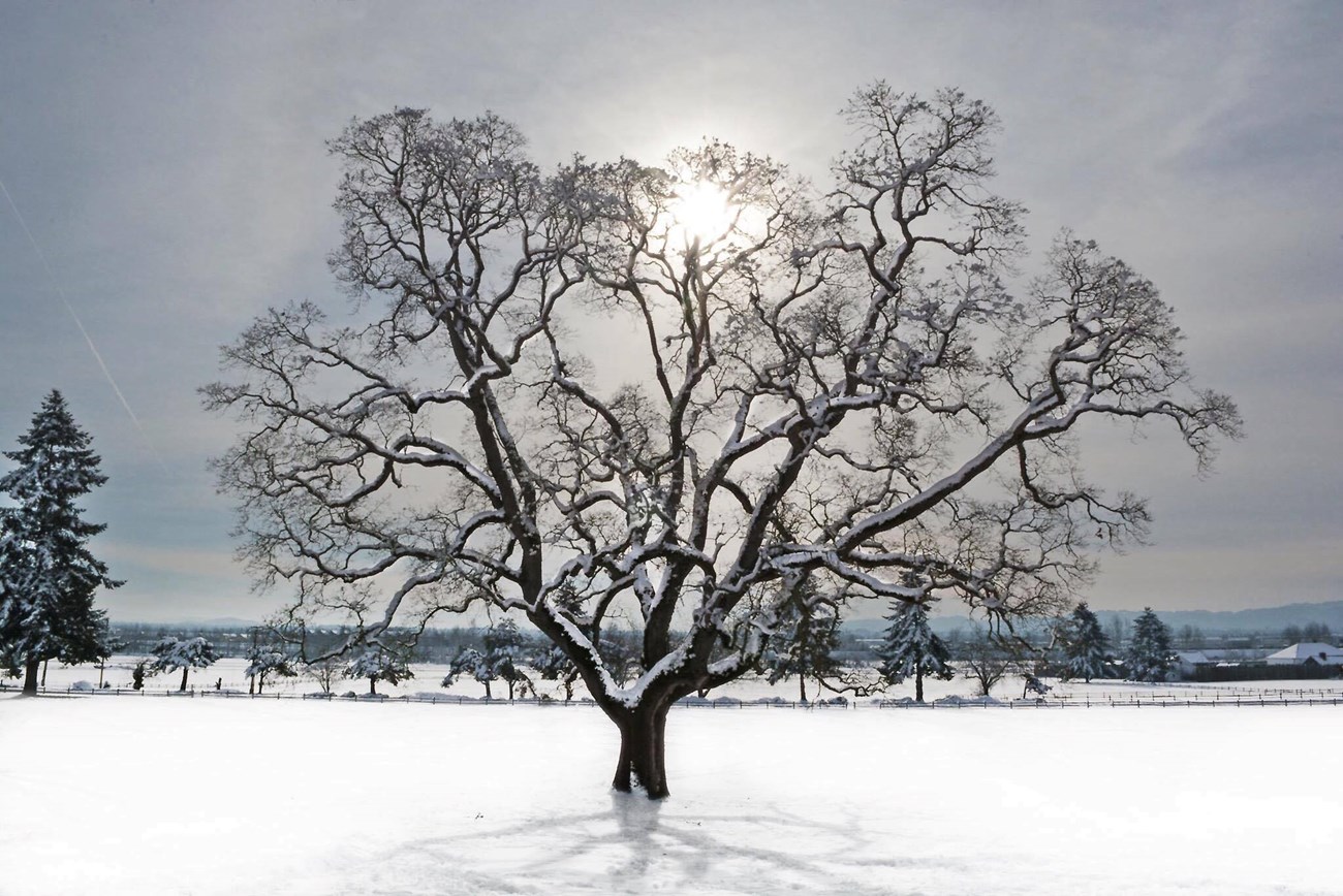 A wide-branching, leafless tree backlit by the winter sun in a field of smooth snow.