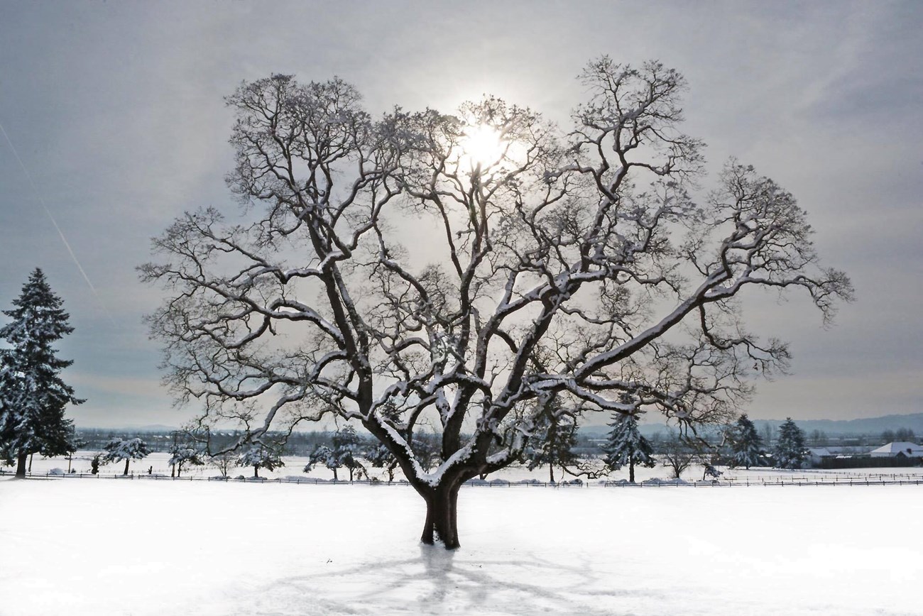 Snowy Heritage Oak A wide-branching, leafless tree backlit by the winter sun in a field of smooth snow.