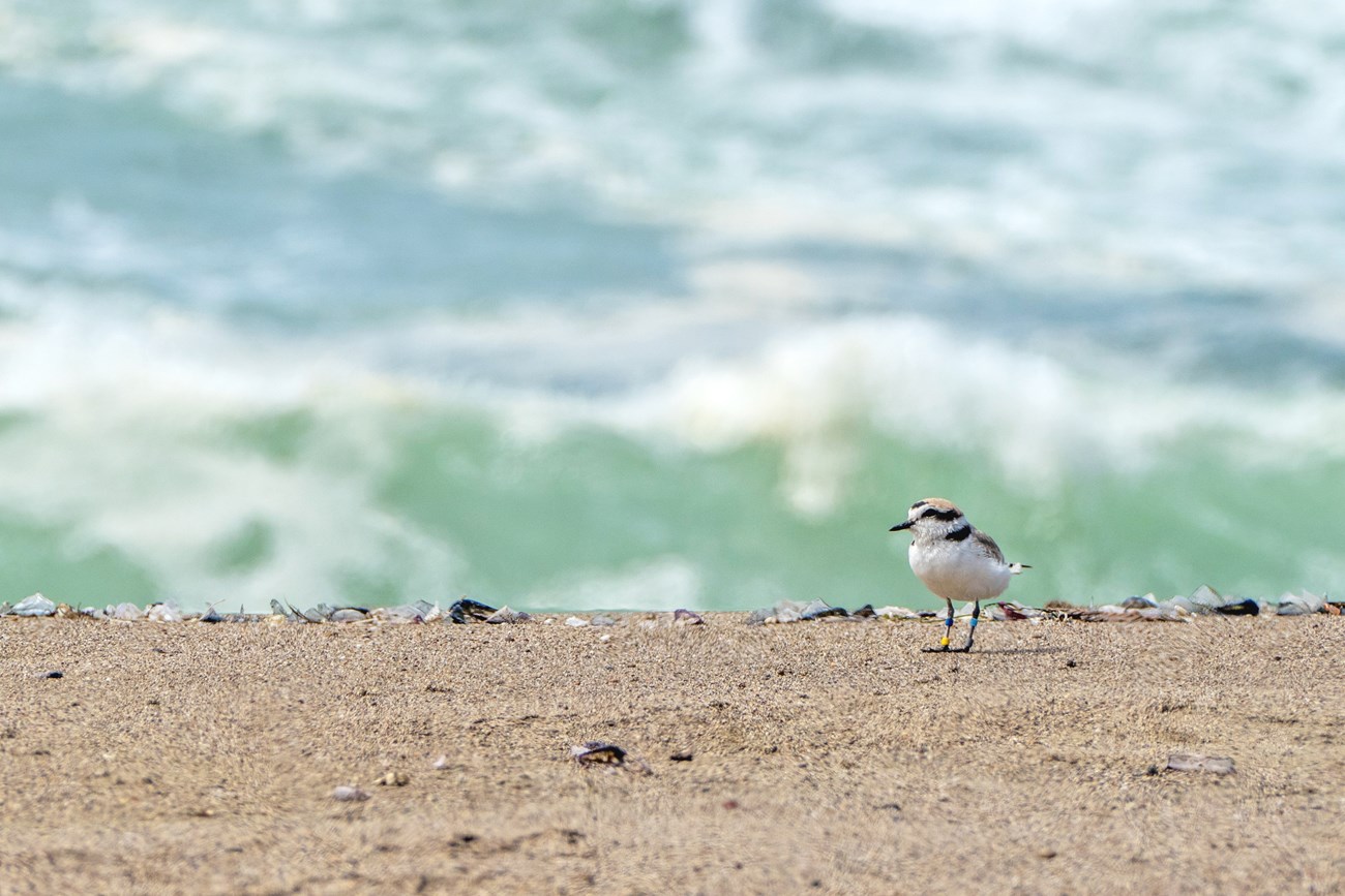 Small tan, black, and white shorebird stands on a sandy beach. Out of focus behind it are turquoise ocean swells.