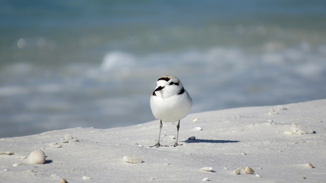 A snowy plover, a white, beige, and black bird, stands on a sandy beach.