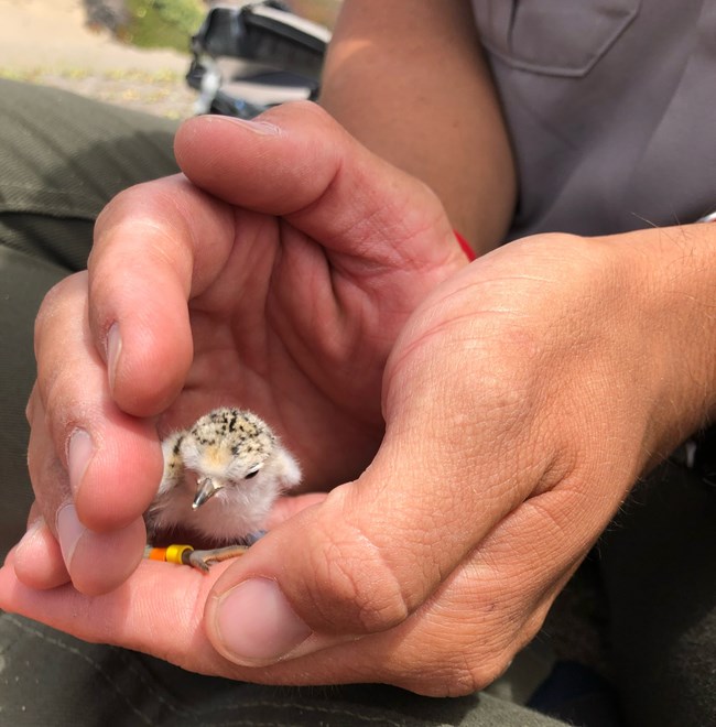 A recently banded western snowy plover hatchling. In Point Reyes NS, we attempt to band every hatchling that is born to help with monitoring survival, breeding success, and to contribute to range-wide studies on dispersal and survival.