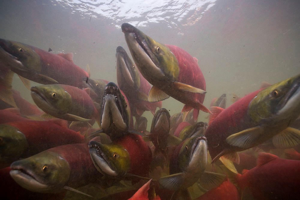 A school of spawning salmon.