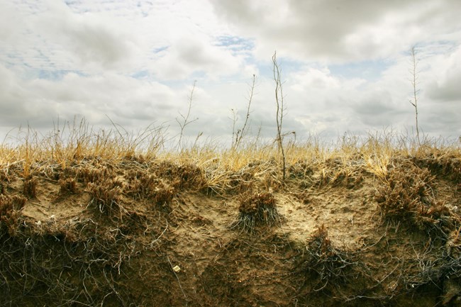 roots grow into the exposed soil of a sod table with grasses stretching skyward.