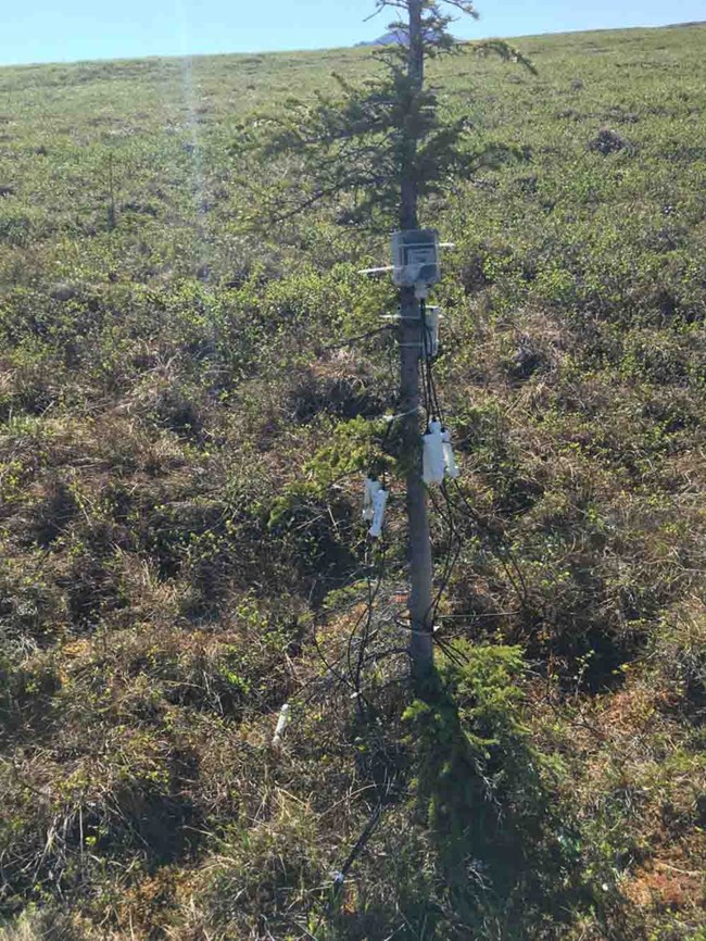 SoilTempSensors_Tundra_web Soil temperature sensors on a spruce tree.