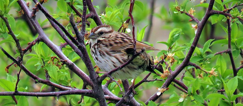 A small bird with mottled brown wings, brown-speckled white breast and belly, two brown stripes on its head and a dark, thick, short bill perched on a tree branch.
