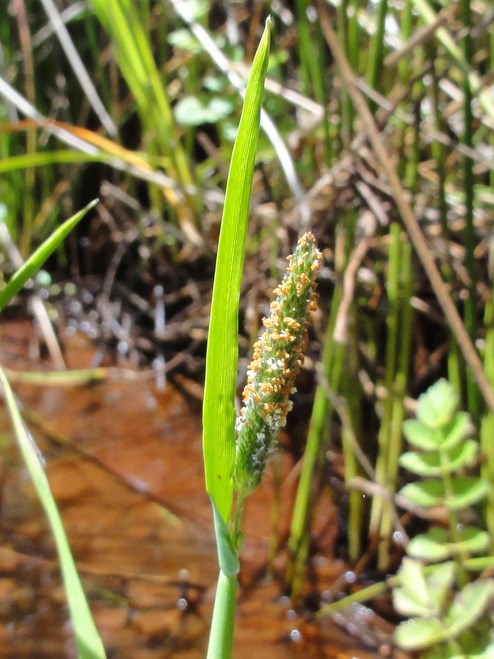 Sonoma alopecurus Flowering grass stem, with reddish, marshy water out of focus in the background.