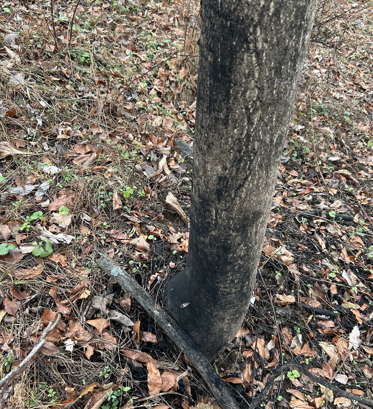 A tree trunk with black coloring on one of its sides.