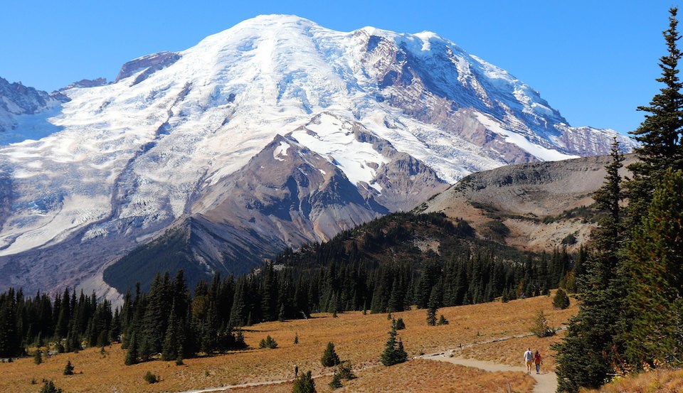 Mount Rainier from Sunrise A glaciated mountain peak towers over yellow-gold meadows.