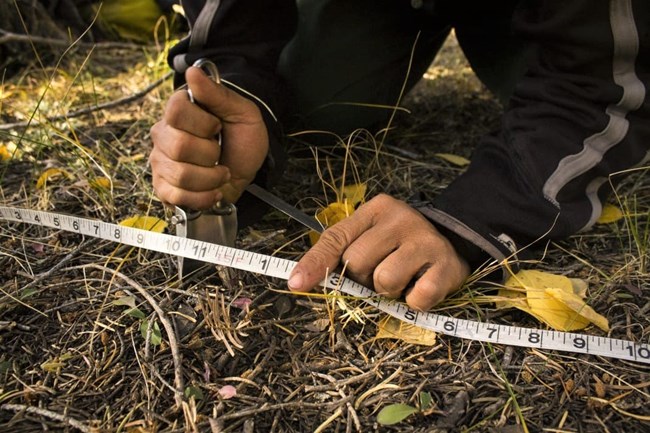 measuring ground vegetation