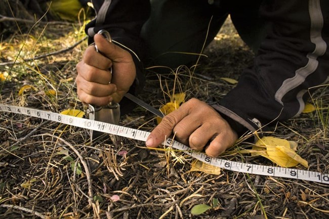 A TREX participant digs a hole to measure the litter and duff layer, using the Brown's line method for inventorying downed woody material. Photo: José Duce, The Nature Conservancy measuring ground vegetation