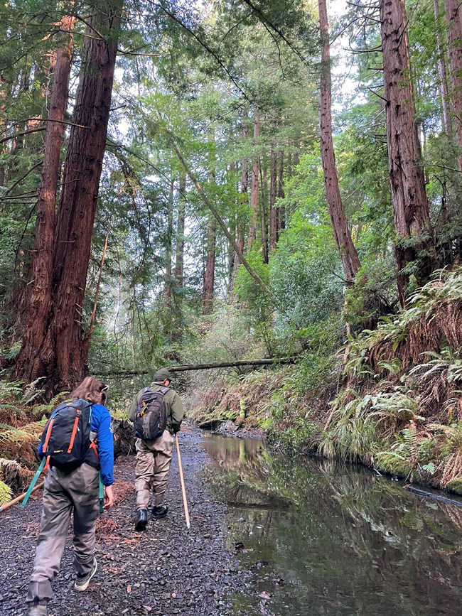 Two people walk along a stream bank beneath towering redwoods.