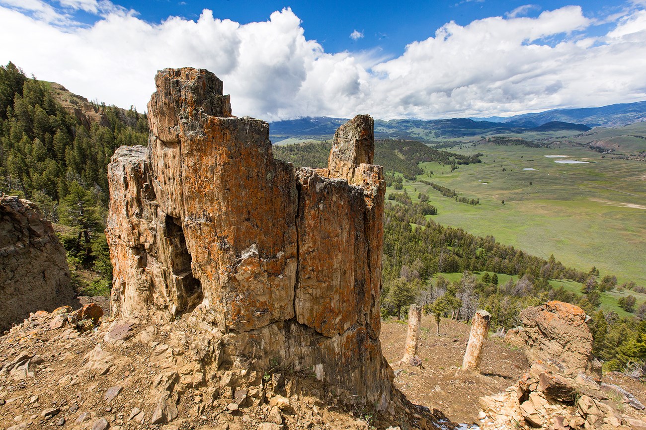 petrified tree trunks stand upright on a hillside with a valley below