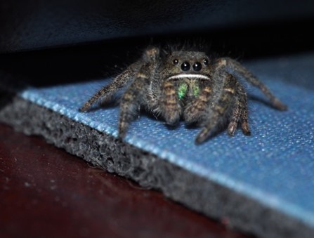 Multimedia Gallery - A bold jumping spider