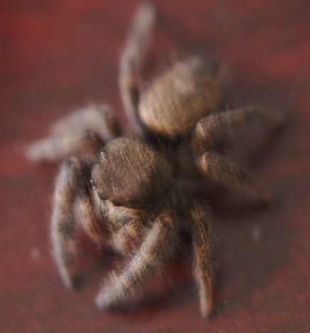 Parts Of A Spider Male Spider Dorsal View