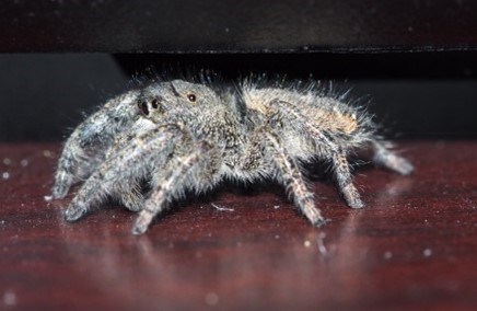 Jumping Spiders: Do They Bite? Are They Poisonous?