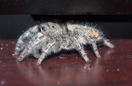 side view of jumping spider