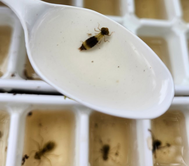 White spoon with dragonfly in it