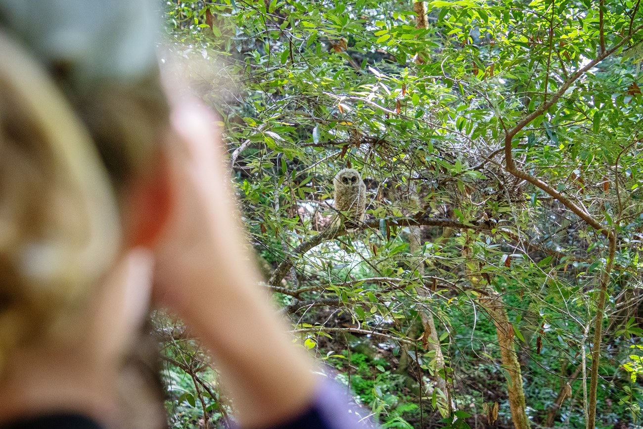 Observing a spotted owl fledgling Fuzzy white spotted owl fledgling perched on a curved tree branch. A person viewing it through binoculars is out of focus in the foreground.