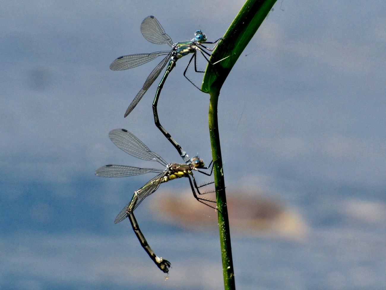 SpreadwingEllagant.Tandem copy 2 SpreadwingEllagant.Tandem copy 2