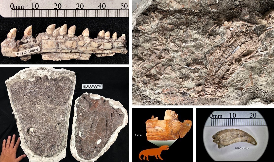 5 photos showing fossil specimens