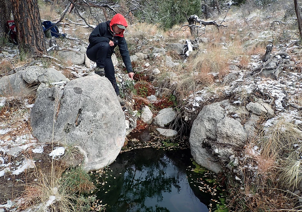 Upper Pine Spring A person pointing down into a pool along a stream flanked by boulders and grass in a forested area. The banks have patches of snow.