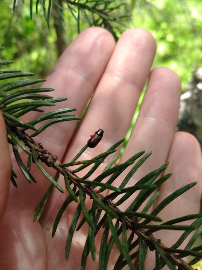 a tiny beetle on a spruce tree, vastly smaller than a human hand behind it