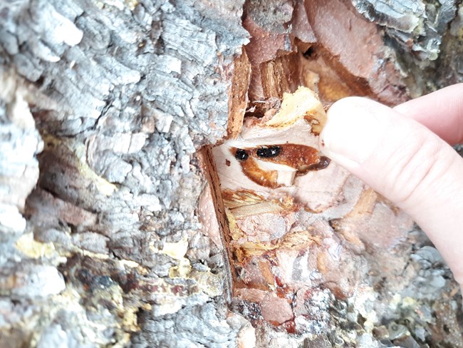 A hand reveals two small dark beetles under tree bark