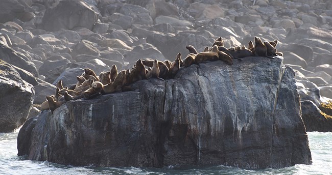 A pod of sea lions hauled out on a large rock in the ocean.