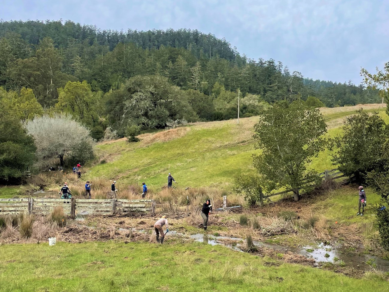 Stewart Ranch volunteer event View of a dozen or so people spread out along the banks of a creek, with grassland on either side and a forested ridge beyond.