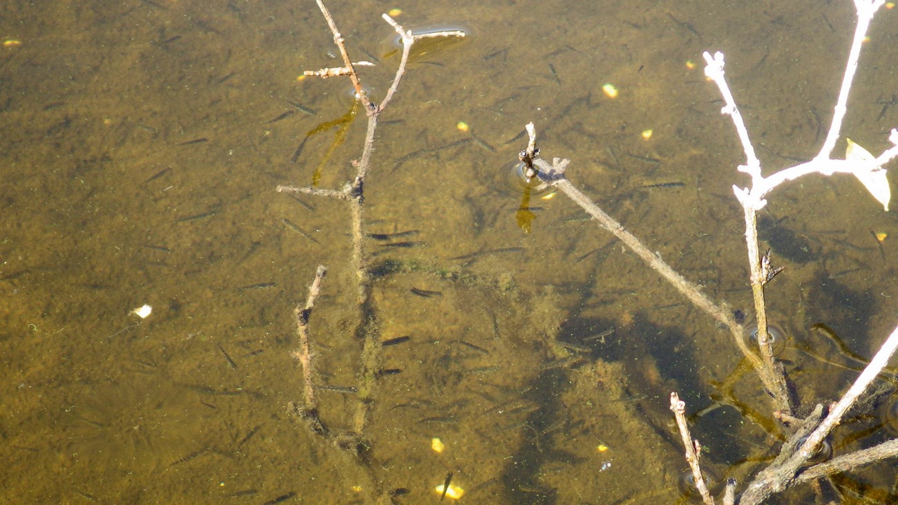 Stickleback in Mountain Lake in 2017 Looking down at a school of dozens of small fish around some branches in shallow water.