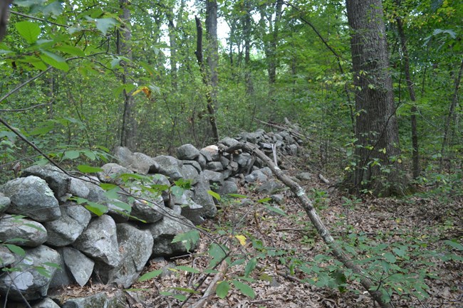 A stone wall surrounded by trees and shrubs in a forest.