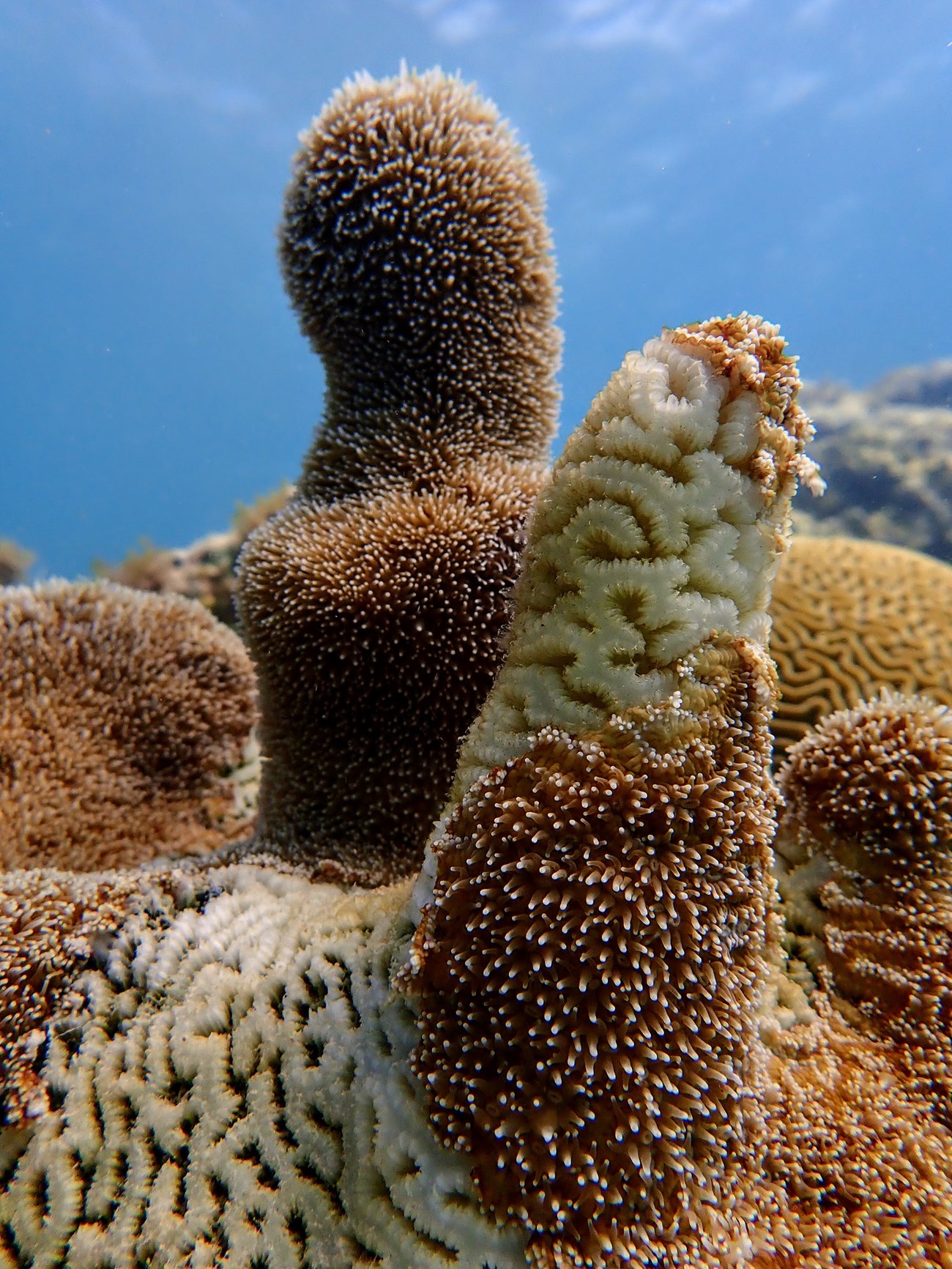 beached white areas on a pillar coral show signs of stony coral disease